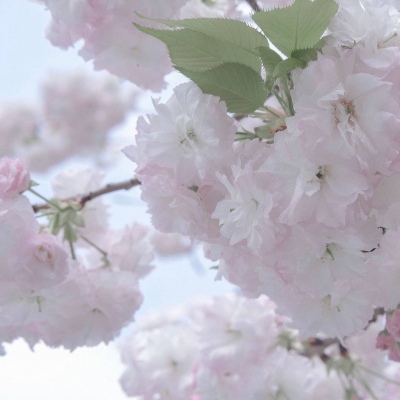 Furry绘画笔刷推荐福瑞交流群